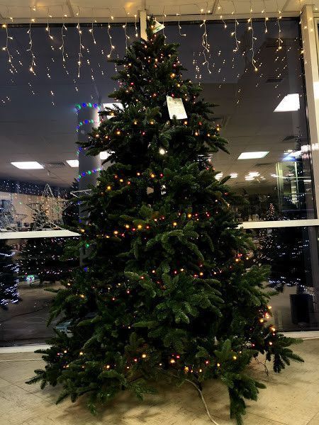 Ель 2,30 м Abies Nordmann de Luxe зеленая 8711473890211 фото