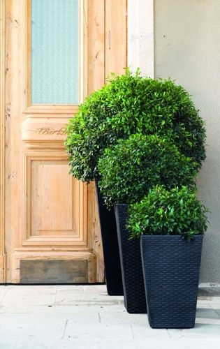 Горщик для рослин Keter Medium Rattan Planter серій 7290103659288 фото